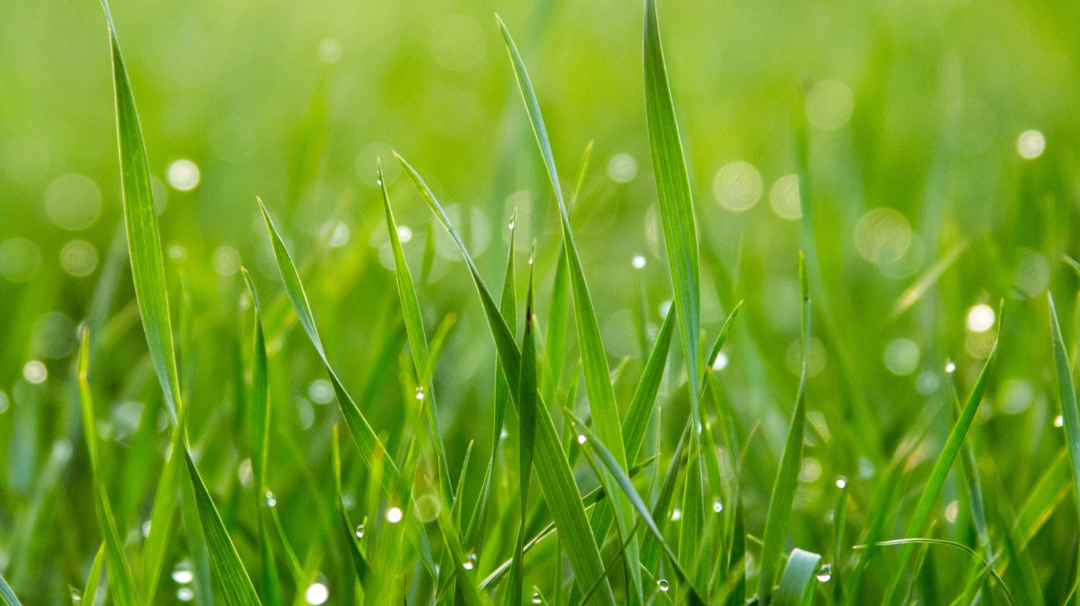 A Lawn Grower's Guide to Grass Types