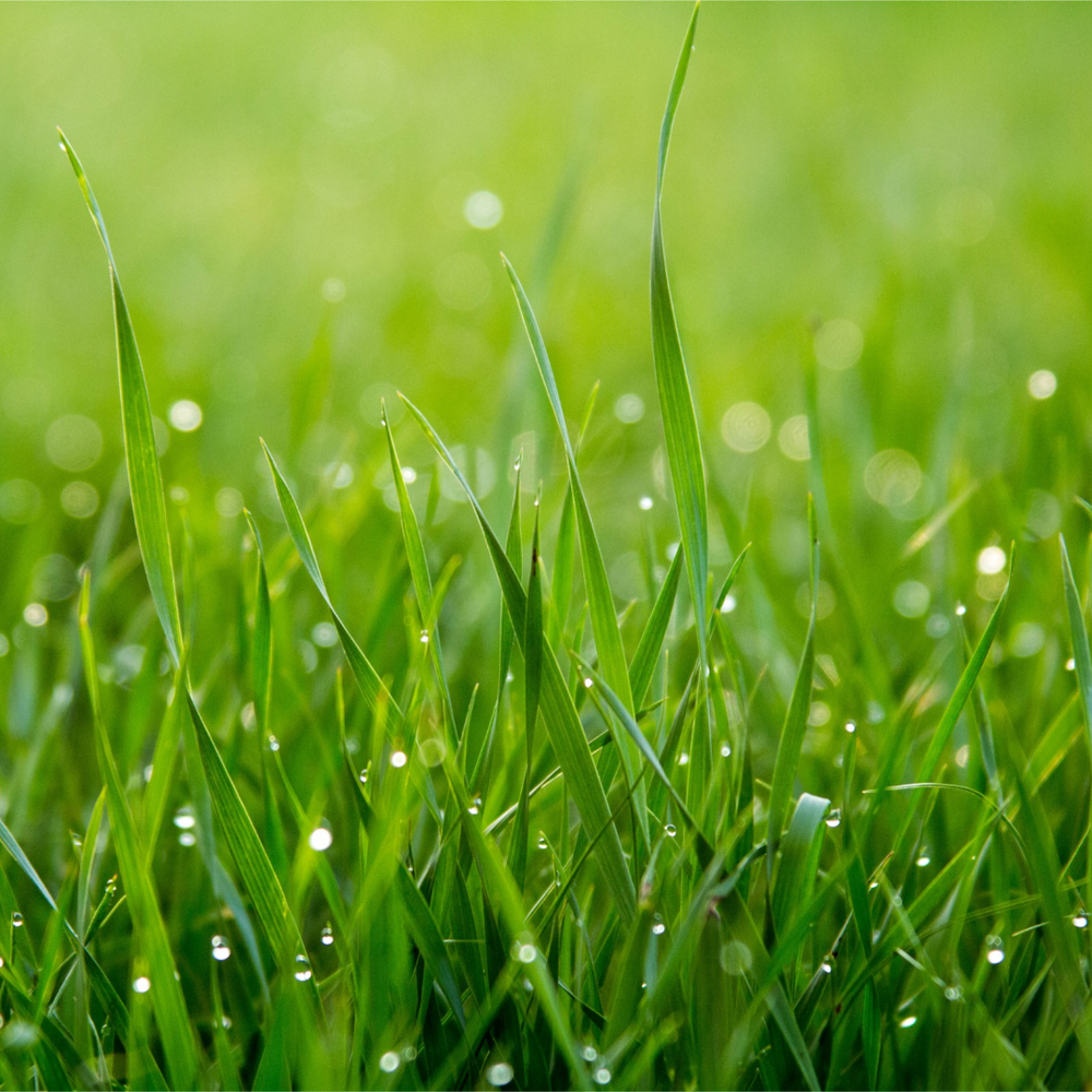 A Lawn Grower's Guide to Grass Types